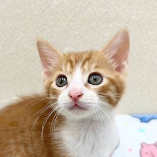 10/5高田馬場★ゆたかくん★片方だけ靴下