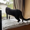 キラキラの目と白ソックスがおしゃれなキジ白男子 サムネイル6
