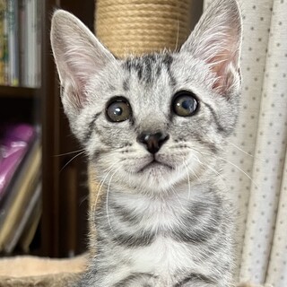 人も猫も大好きな甘えん坊のサバトラ男子