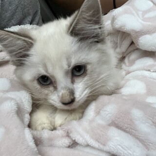 素敵なご縁がありました可愛い子猫