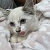 素敵なご縁がありました可愛い子猫 サムネイル2