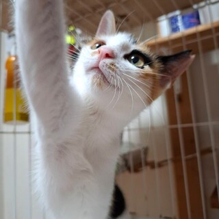 ベタベタ甘えん坊、穏やかな性格の三毛猫6ヶ月