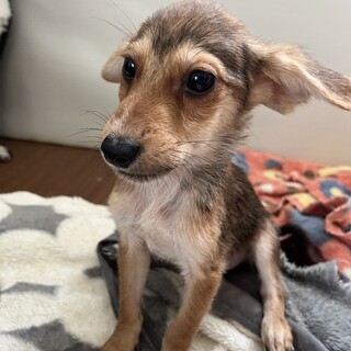 可愛い可愛い子犬ちゃん