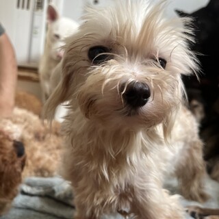 素敵なご縁がありましたマルチーズMIX2歳の女の子