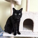 手触りふわふわ　黒猫のろくちゃん