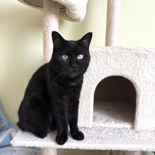 手触りふわふわ　黒猫のろくちゃん