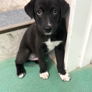 とても元気で明るく甘えっ子　7月生まれオス