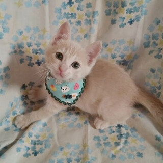 イケメンキッズ大集合５兄弟『キャラメル』くん