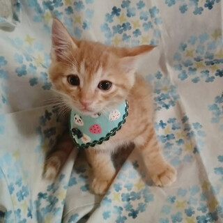 イケメンキッズ大集合５兄弟『ロッキー』くん