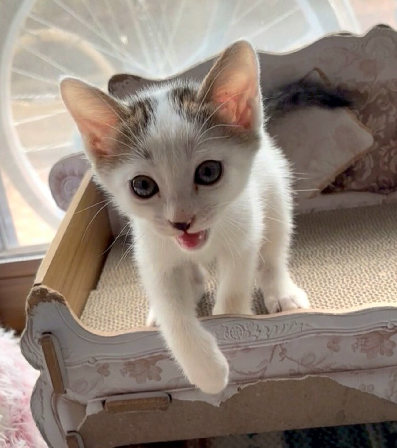 Bambi (プロフを一読下さい)様オーダーページ♡おとぎの国の猫と仲間たち♡ Orie KawamuraぬりえBOOK『童話を旅する動物 おとぎの国の猫と