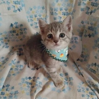 イケメンキッズ大集合５兄弟『ホッピー』くん