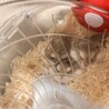 お気楽夫婦のハム日記