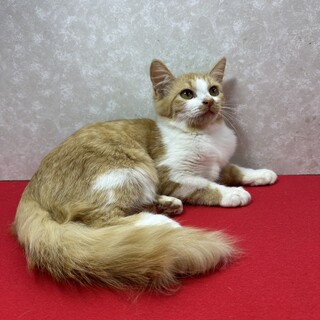 長毛メス美猫❗️単身者、年配者の話相手に❤モグモグ