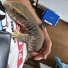 ガスコイン