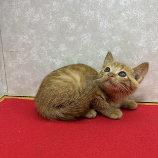 茶系3兄妹初参加！茶トラ雌❤綺麗な美歩