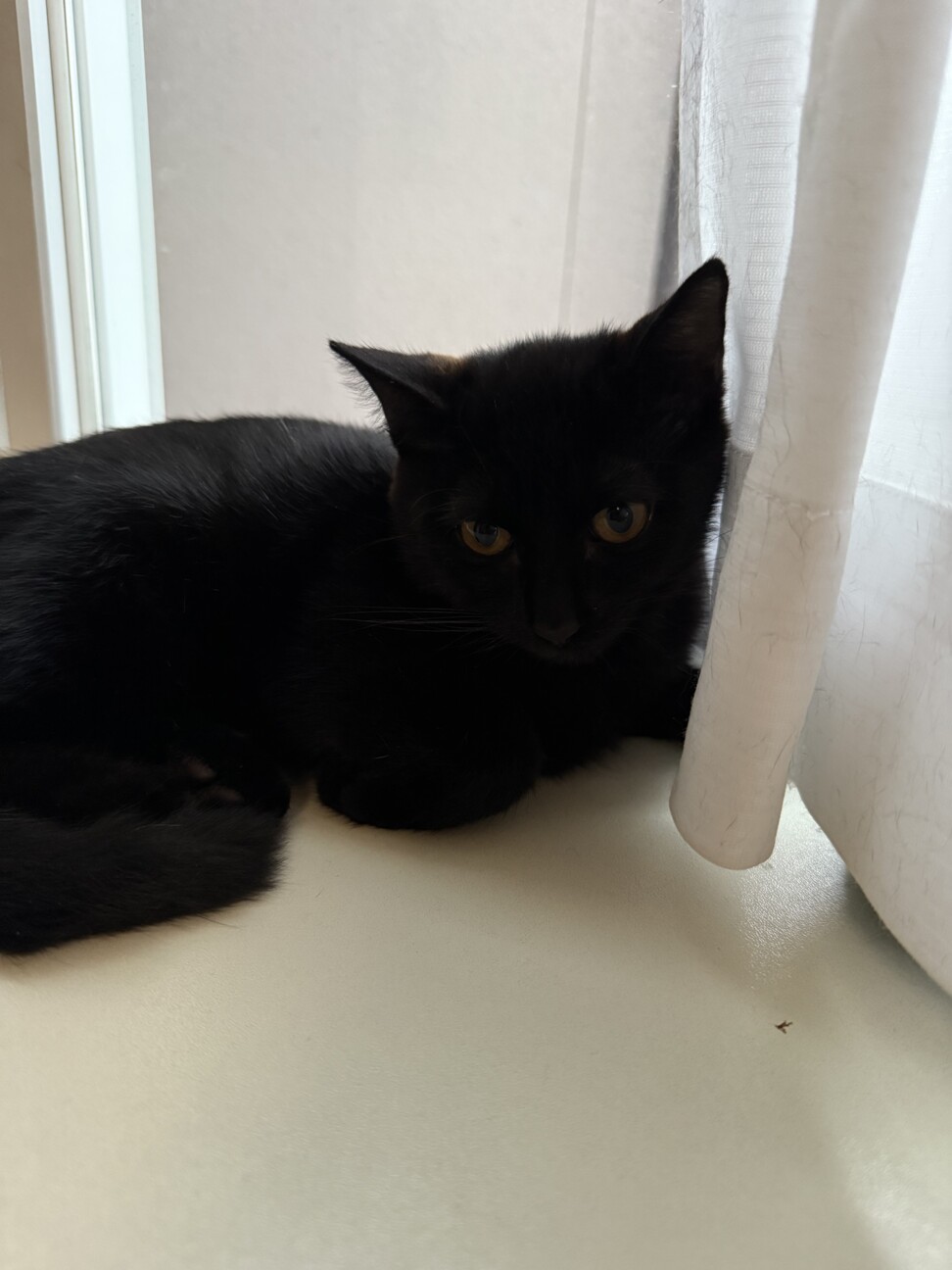 黒猫親子の家族探し【福岡】