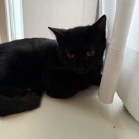 黒猫親子の家族探し【福岡】