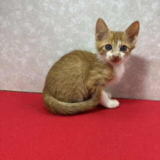 茶系3兄妹初参加！兄妹めちゃくちゃ仲良し❤佐助