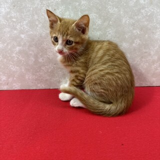 茶系3兄妹初参加！兄妹肉球に汗かいて譲渡会❤詩音