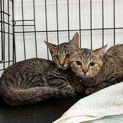 まだら家 サムネイル3