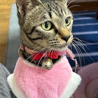 【10/19⭐️泉大津にて譲渡会】参加猫ちびちゃん