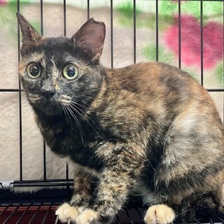 【2/22⭐️泉大津にて譲渡会】参加猫ルルちゃん