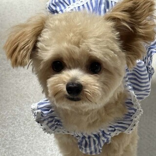 Mix犬のフィリップくん　里親様募集☆