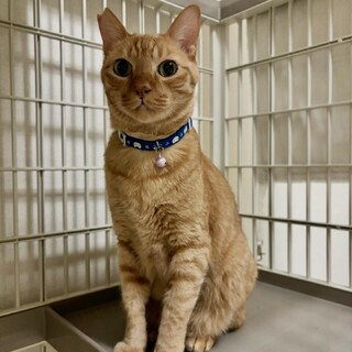 【10/19⭐️泉大津にて譲渡会】参加ドーナツくん