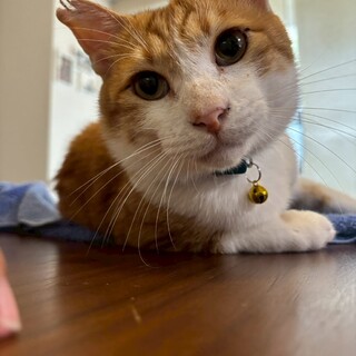 優しい性格のふなっぴくん