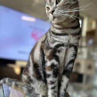 アメショ5歳甘えん坊の女の子【血統証あり】