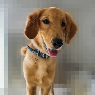 5ヶ月ゴールデンMIX子犬