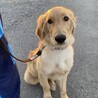5ヶ月ゴールデンMIX子犬 サムネイル2
