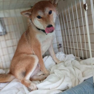 この子を助けてください