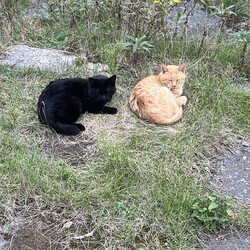 本日オヅノ氏を発見して1年…