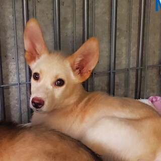 この子を助けてください