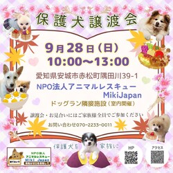 保護犬の譲渡会開催します