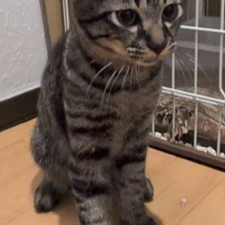 去勢完了キジサバ　きりりなイケメン仮名トラちゃん