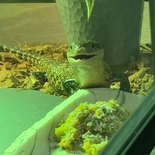 アオジタトカゲ(里親決まりました！)