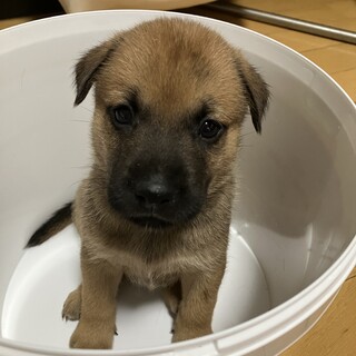 一旦募集停止ミルクから育ててきた子です