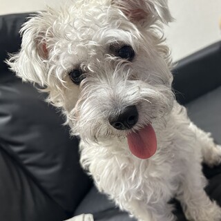 かまってちゃんなシュナビションの女の子