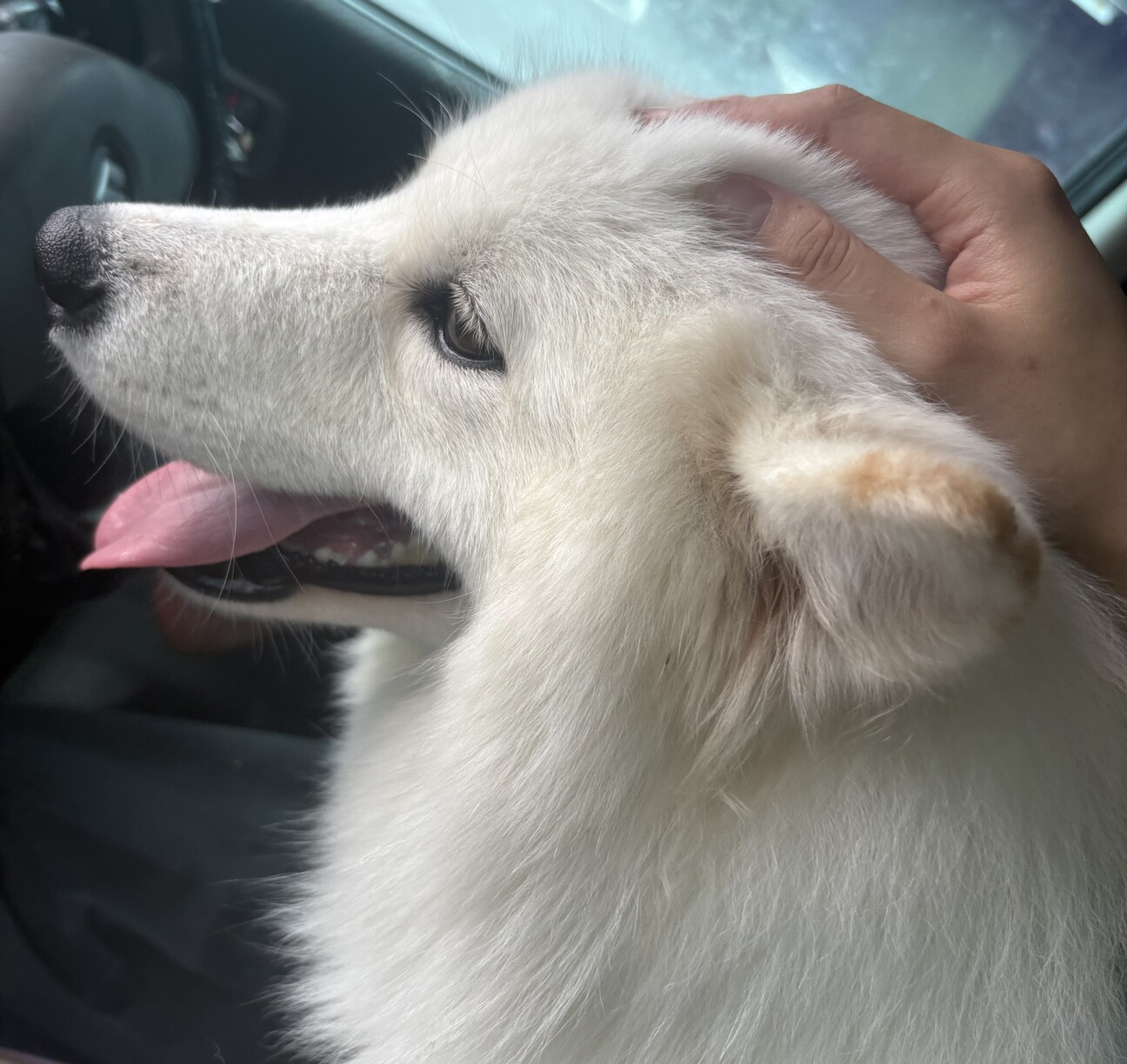 甘えん坊なサモエドの男の」千葉県 - 犬の里親募集(526031) 1枚目の
