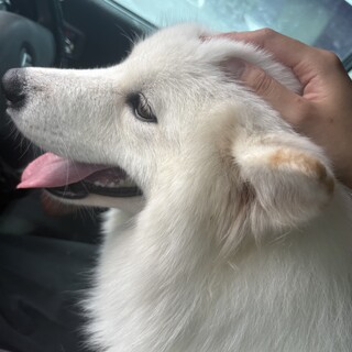 甘えん坊なサモエドの男の子（1歳）