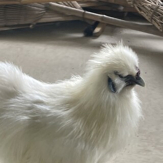 烏骨鶏の里親募集しています