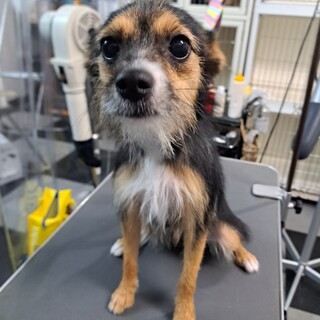 ミックスの女の子です