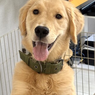 ゴールデンレトリーバー　7ヶ月男の子