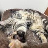 アメショ5歳甘えん坊の女の子【血統証あり】 サムネイル4