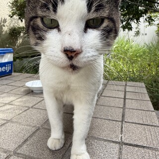 おうちの子にしてくださいฅ⸃⸃