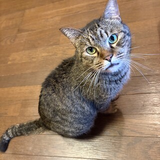 おっきいキジトラの男の子