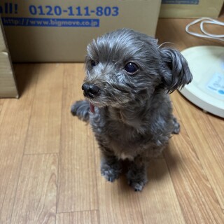 シニア犬ですが、可愛いワンコの里親募集です