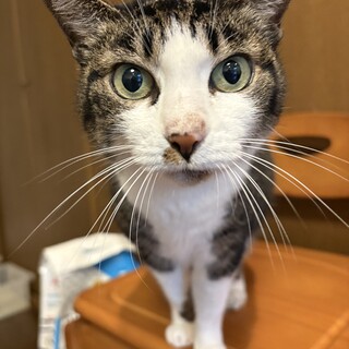 毛並み艶々♡キャリア猫